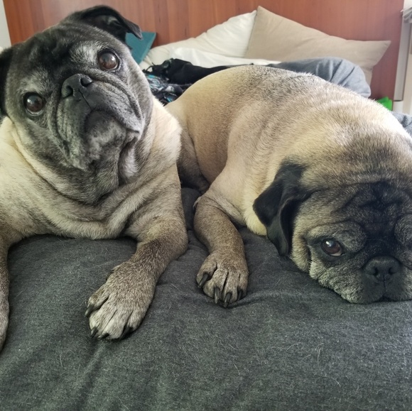 Meet your Posher, Danielle - Picture 2 of 3